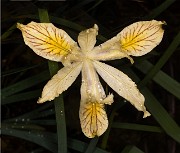 Iris chrysophylla - Siskiyou Iris 17-7750